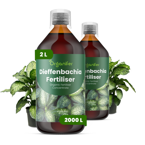 Organifer Dieffenbachia Dünger, organisches Düngerkonzentrat, zwei 2-Liter-Flaschen für circa 2000 Liter, mit Dieffenbachia-Pflanzen.