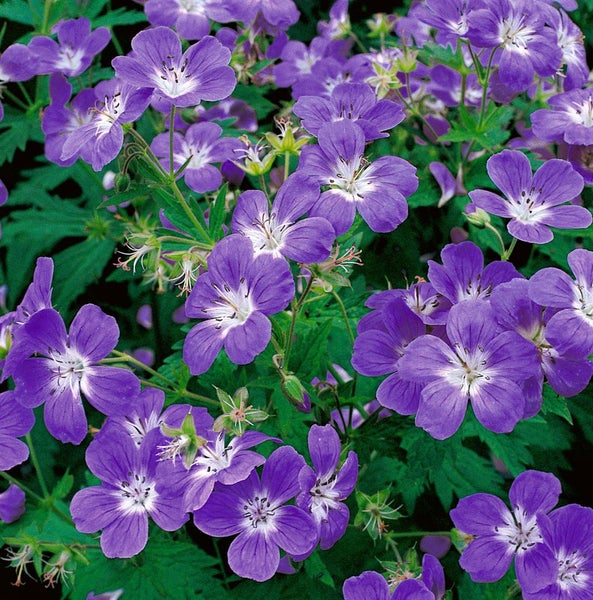 Geranium sylvaticum 'Mayflower', Storchschnabel, violett, ca. 9x9 cm Topf