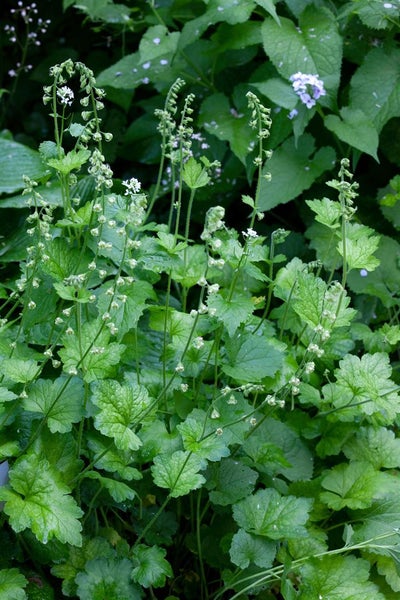 Tellima grandiflora, Falsche Alraunwurzel, ca. 9x9 cm Topf