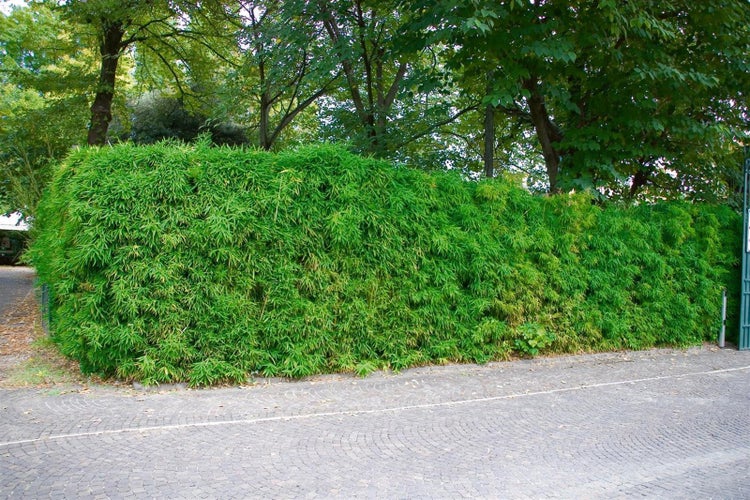 Phyllostachys bissetii, Bambus, grün, 80–100 cm