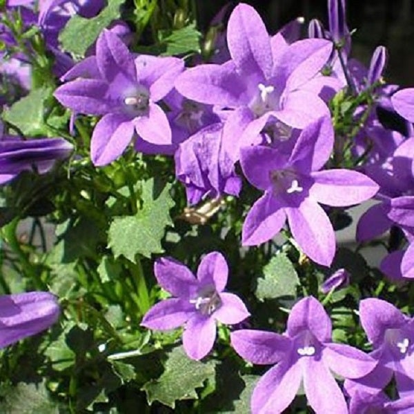 Nahaufnahme von Glockenblumenblüten