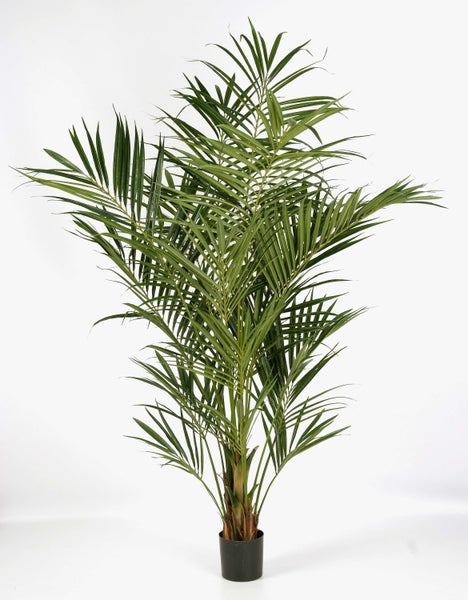 Goldfruchtpalme Areca lutescens im schwarzen Kunststofftopf.