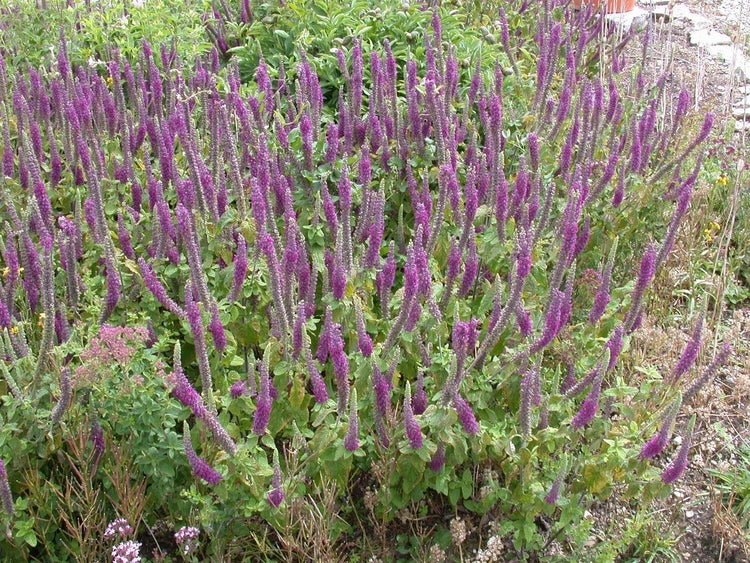 Teucrium hyrcanicum, Gamander, ca. 9x9 cm Topf, aromatisch