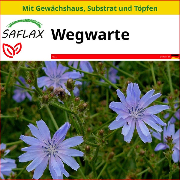 SAFLAX Anzucht Set - Wegwarte - Cichorium intybus - 250 Samen - Mit Mini-Gewächshaus, Anzuchtsubstrat und 2 Töpfen