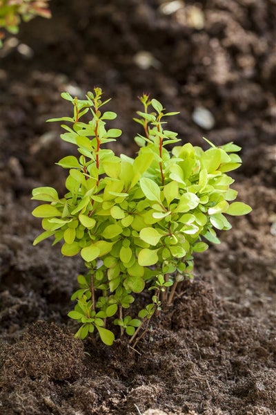 Berberis thunbergii 'Maria', Heckenberberitze, gelbgrün, 30–40 cm