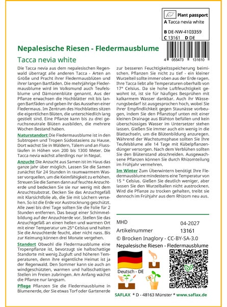 SAFLAX Garden to go - Nepalesische Riesen - Fledermausblume - Tacca nevia white - 10 Samen - Mit Topf, Klima - Deckel und Anzuchtsubstrat
