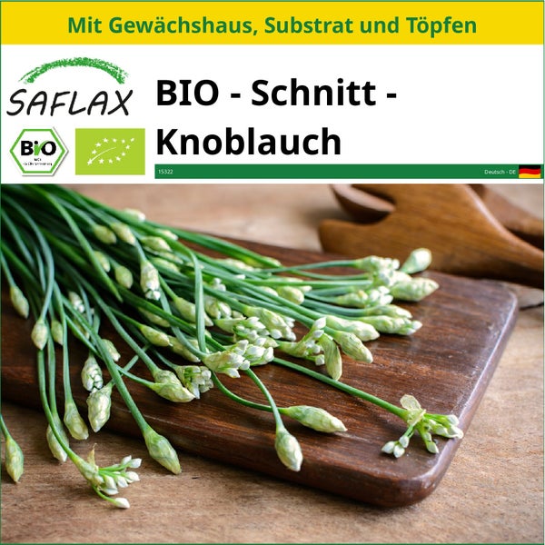 SAFLAX Anzucht Set - BIO - Schnitt - Knoblauch - Allium tuberosum - 100 Samen - Mit Mini-Gewächshaus, Anzuchtsubstrat und 2 Töpfen