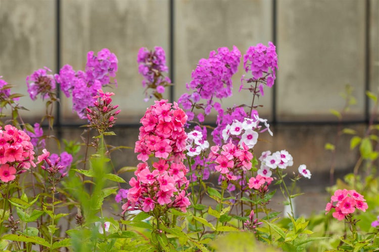 Phlox paniculata 'Windsor', Flammenblume, rosa, ca. 11x11 cm Topf
