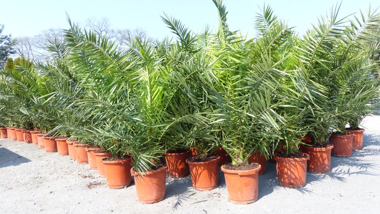 2 Stück Palme XXL 160 cm Phoenix canariensis, kanarische Dattelpalme, winterhart