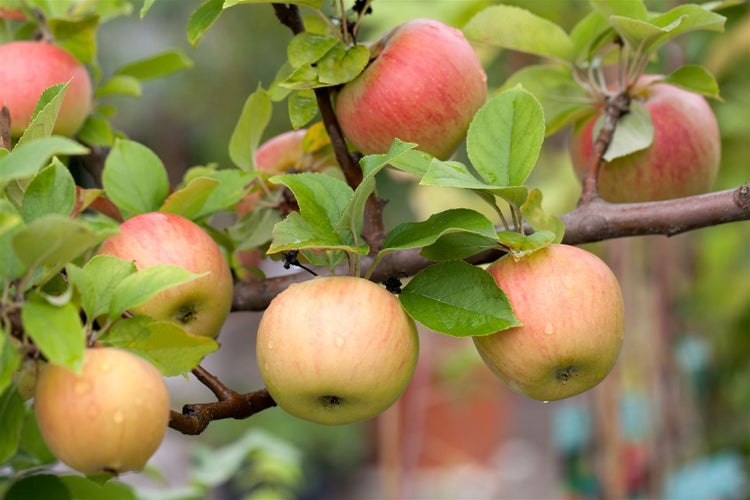 Malus 'Goldparmäne', Apfelbaum, 150–200 cm, aromatisch