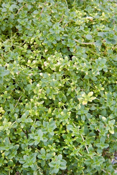 Thymus x citriodorus 'Orange Scent', Zitronenthymian, aromatisch, ca. 9x9 cm Topf