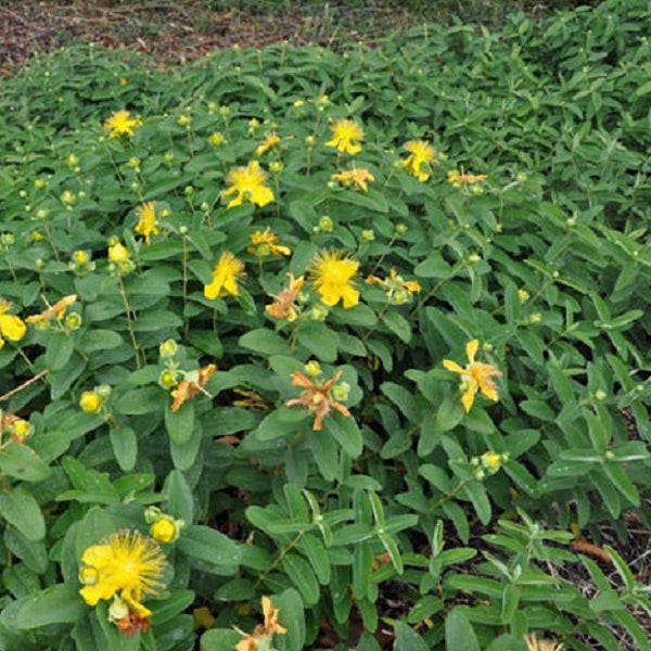 Johanniskraut-Pflanzen mit gelben Blüten und grünen Blättern in einem Garten