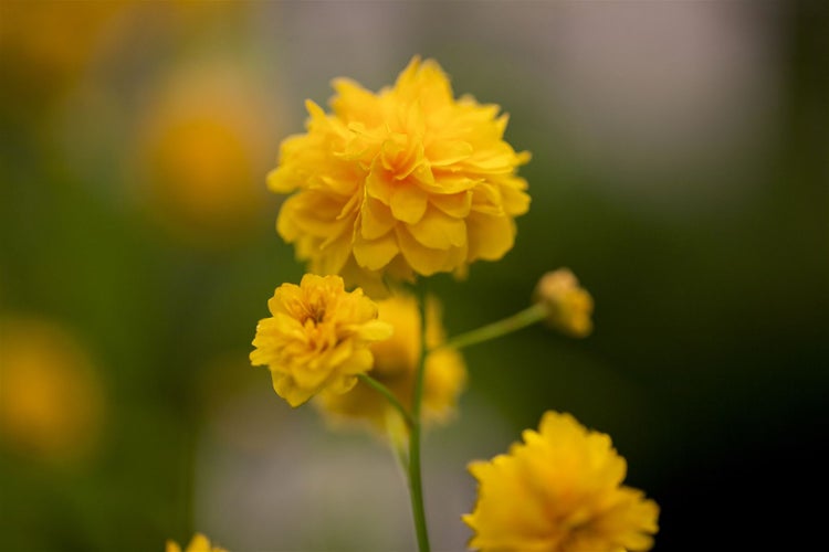 Kerria japonica 'Pleniflora', Ranunkelstrauch, gelb, 40–60 cm