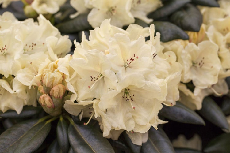 Rhododendron Hybr. 'Goldbukett', gelb, 30–40 cm