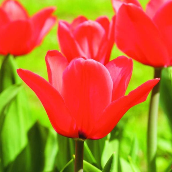 Nahaufnahme roter Tulpen im Garten.