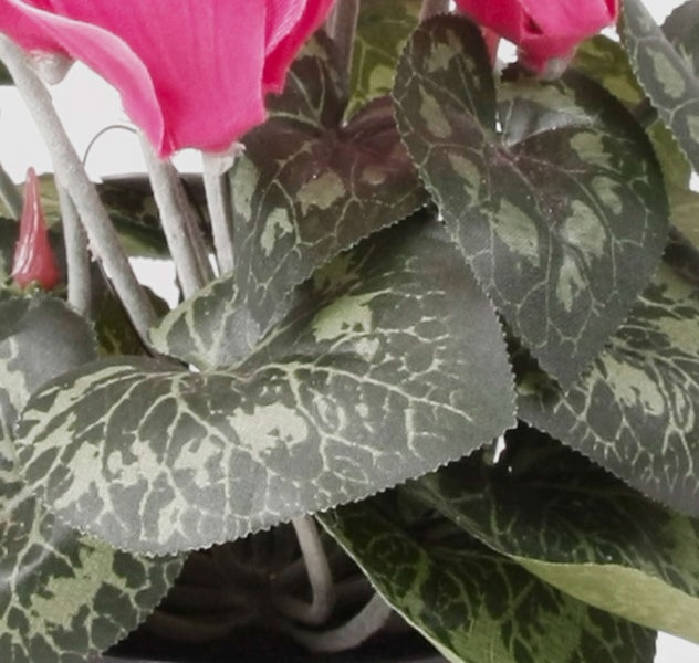 Nahaufnahme einer Zimmerpflanze mit großen, grün und dunkelbraun gemusterten Blättern mit gezacktem Rand.