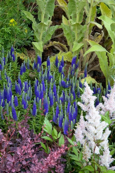 Blumenbeet mit Veronica-Blüten und Astilbe