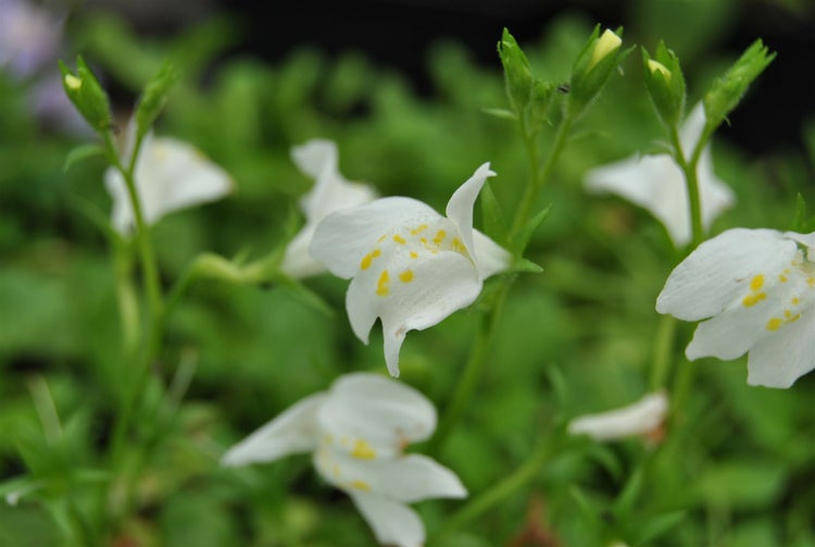 Mazus reptans 'Albus', Bodendecker, weiß, ca. 9x9 cm Topf