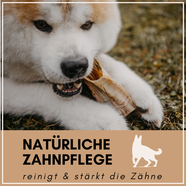 Hund mit natürlicher Zahnpflege zur Reinigung und Stärkung der Zähne