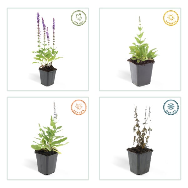 Entwicklung einer Salvia Pflanze im Topf während der vier Jahreszeiten Frühling, Sommer, Herbst und Winter.
