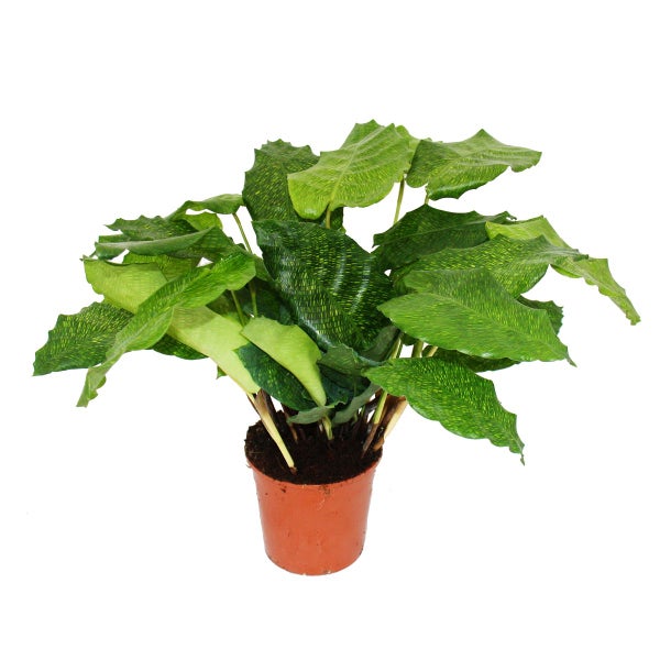 Schattenpflanze mit ausgefallenem Blattmuster Calathea musaica Network 14cm Topf ca. 40cm hoch