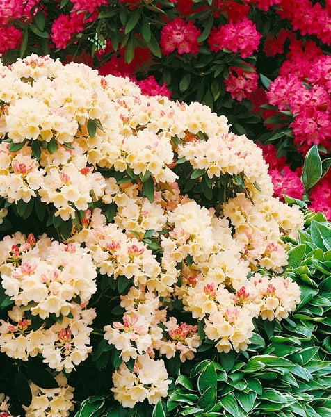 Rhododendron yakushimanum 'Golden Torch', gelb, 20–25 cm
