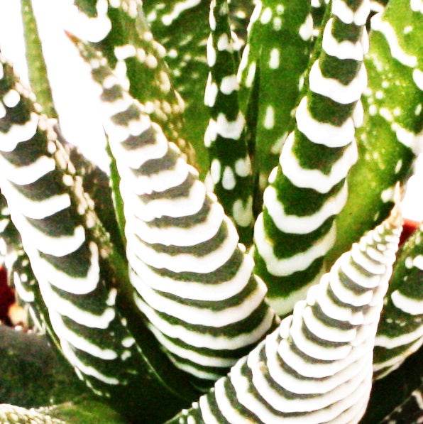 Haworthia fasciata Big Band - Pflanze im 10,5cm Topf