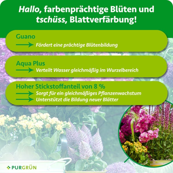 Infografik zu Purgrün Pflanzendünger: Guano für Blüten, Aqua Plus für Wasserverteilung, 8 Prozent Stickstoff für Wachstum und Blätter.