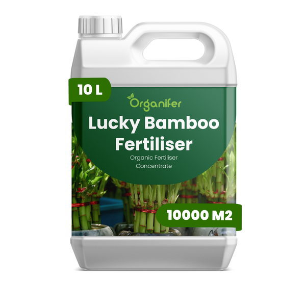 Organifer Lucky Bamboo Dünger Konzentrat, organischer Pflanzendünger für Bambus, 10 Liter für 10000 Quadratmeter.