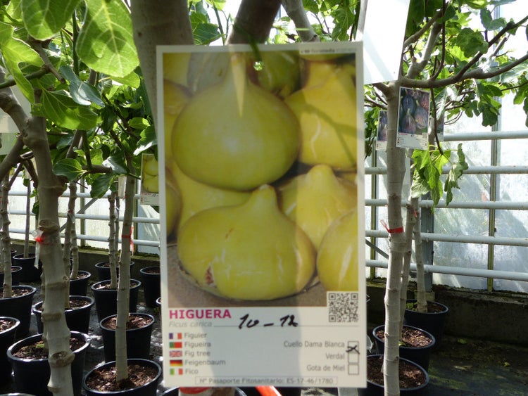 Feigenbaum 160-180 cm Obstbaum winterhart kräftiger Stamm, Ficus Carica, Feige, Obst