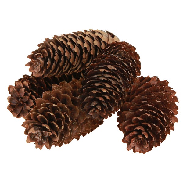 Braune Kiefernzapfen aus Naturmaterial zur Dekoration und zum Basteln.