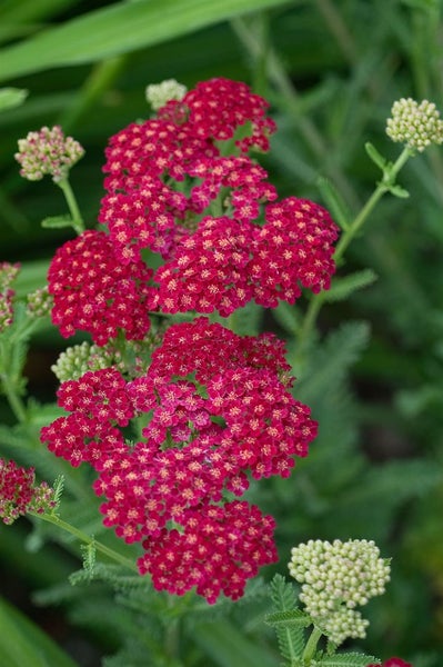 Achillea millefolium 'Red Velvet', Schafgarbe, rot, ca. 9x9 cm Topf