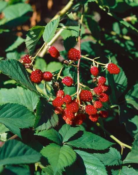 Rubus fruticosus 'Thornfree', Brombeere, dornenlos, 30–40 cm