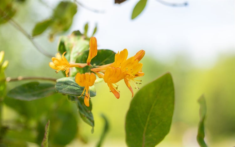 Lonicera tellmanniana, Tellmanns Geißblatt, orange-gelb, 100–150 cm