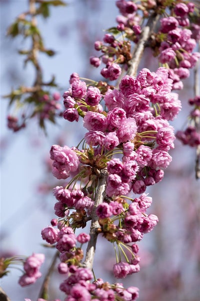 Prunus serrulata 'Kiku-shidare-zakura', Hängende Kirsche, rosa, 60–100 cm