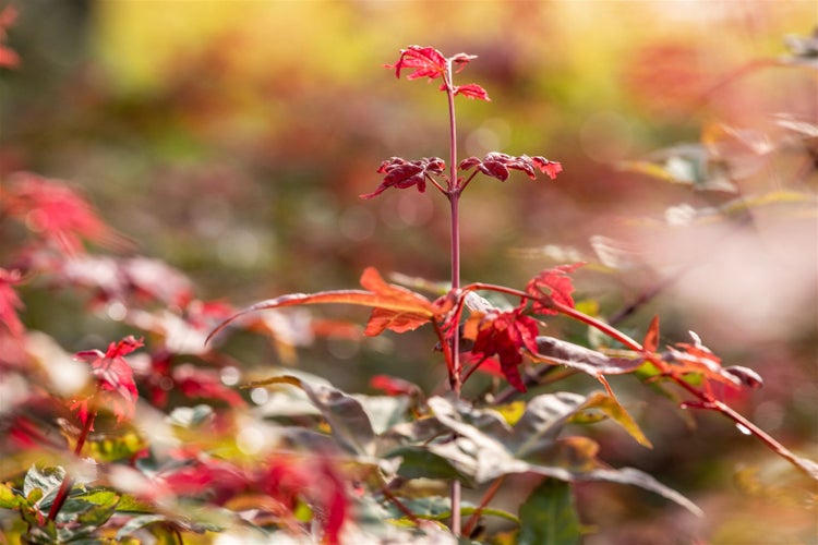 Nahaufnahme von roten Ahornblättern im Garten