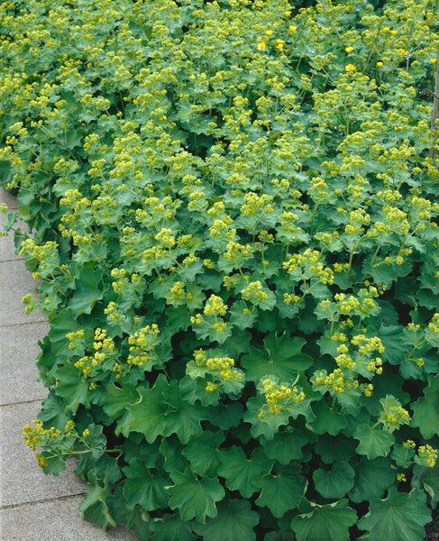 Alchemilla xanthochlora, Frauenmantel, grün, ca. 9x9 cm Topf