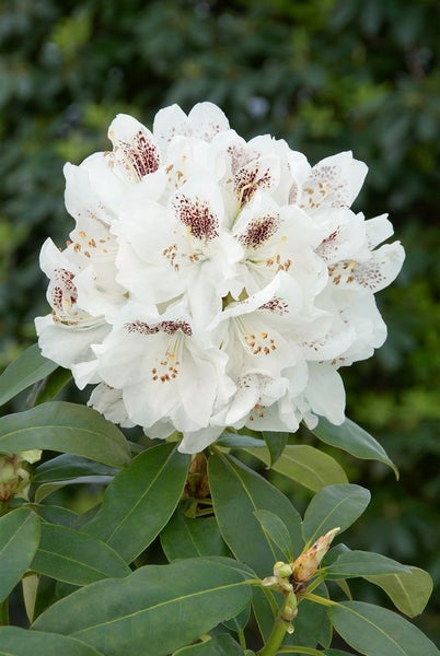 Rhododendron Hybr. 'Schneebukett', weiß, 30–40 cm