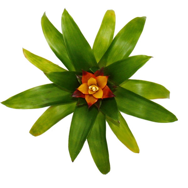 Mini-Guzmanien-Trio - Set mit 3 bunten Bromelien in 3 Farben - 5,5cm Topf