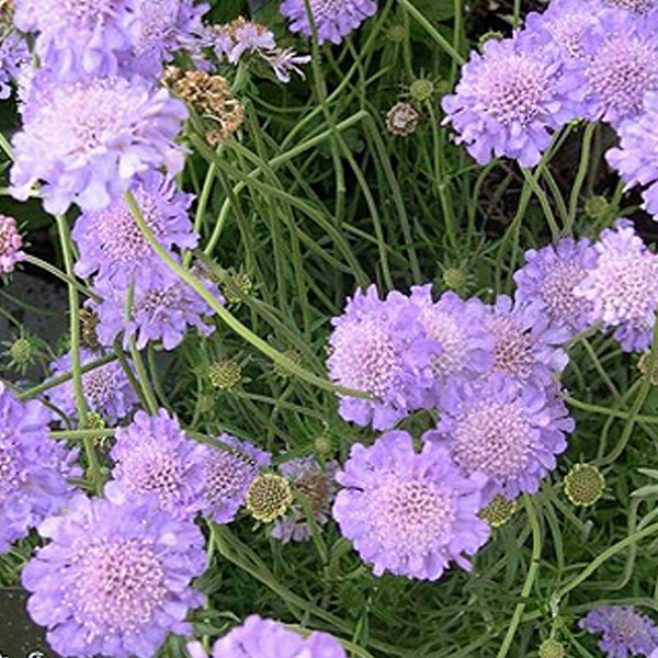 Nahaufnahme von Scabiosa-Blüten
