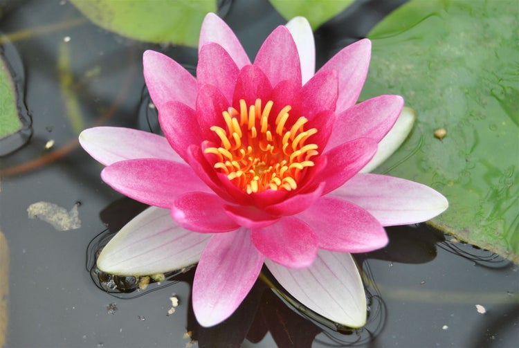 Nymphaea x cult.'Attraction', Seerose, rot, ca. 11x11 cm Topf