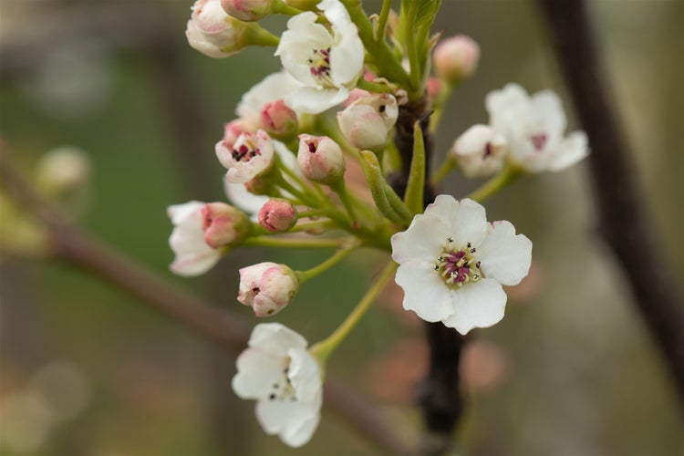 Nahaufnahme einer blühenden Birne mit weißen Blüten und rosa Knospen am Ast.
