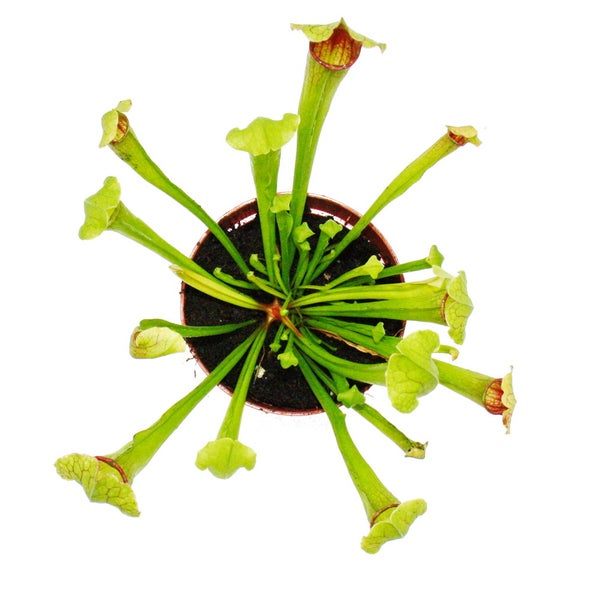 Schlauchpflanze Sarracenia in einem runden Topf, Ansicht von oben.