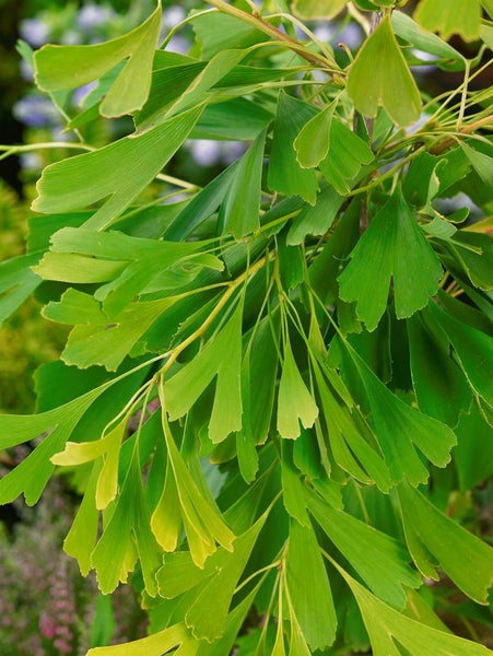 Nahaufnahme von Ginkgo-Blättern an einem Ast
