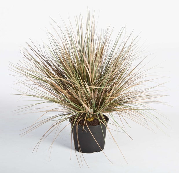 Drei Ziergräser in schwarzen Kunststofftöpfen mit feinen Halmen in Grün- und Brauntönen.