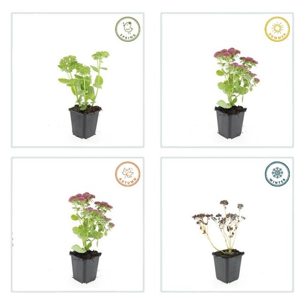 Fette Henne - Sedum telephium 'Herbstfreude' - pflegeleichte Staude - 9cm Topf - Set mit 40 Pflanzen