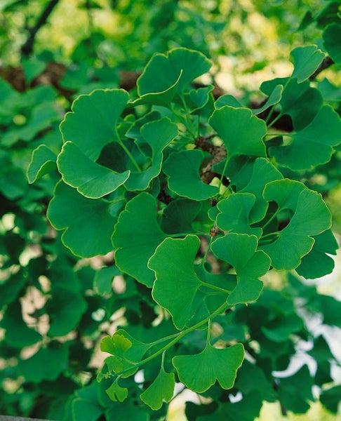Ginkgo biloba 'Troll', Zwerg-Ginkgo, 25–30 cm
