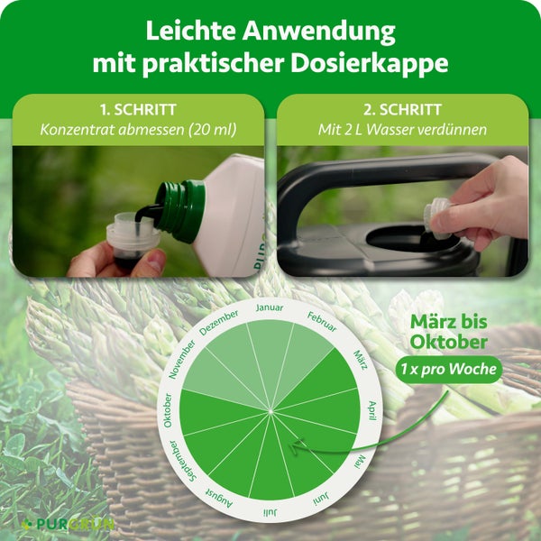 Anwendung Flüssigdünger für Spargel: 20 Milliliter abmessen, mit 2 Liter Wasser mischen. März bis Oktober einmal wöchentlich. Purgrün Logo.