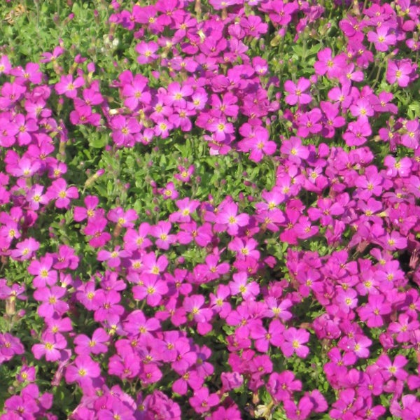 Aubrieta-Pflanze mit purpurfarbenen Blüten