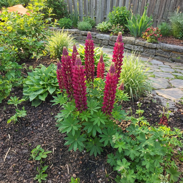 Lupine mit hohen Blütenständen in einem Gartenbeet mit Mulch, Steinweg und Holzzaun.